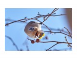 Ща покусаю :)
Фотограф: VictorV

Просмотров: 474
Комментариев: 0