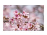 Розовое облако...
Фотограф: Tsygankov Yuriy

Просмотров: 589
Комментариев: 0