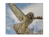 Кошачьи лапки
Фотограф: Tsygankov Yuriy

Просмотров: 1404
Комментариев: 3