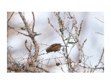 Pallas's Rosefinch
Фотограф: VictorV
Сибирская чечевица

Просмотров: 358
Комментариев: 0