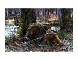 Старый лес.. пни замшелые...
Фотограф: vikirin

Просмотров: 3893
Комментариев: 0