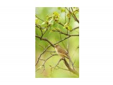 Сахалинская Пеночка 
Фотограф: VictorV
Sakhalin Leaf Warbler

Просмотров: 1162
Комментариев: 0