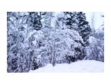 Зимой в заснеженной тайге..
Фотограф: vikirin

Просмотров: 3538
Комментариев: 0
