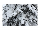 Зима на перевале..
Фотограф: vikirin

Просмотров: 1466
Комментариев: 0