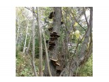 Семейка древесных грибов.

Просмотров: 802
Комментариев: 0