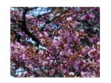 Холмск сакура. 
Фотограф: Фотохроник
На школьной был красивый сад сакуры.

Просмотров: 1339
Комментариев: 0