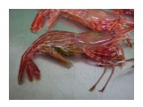 Сима

Просмотров: 5768
Комментариев: 