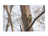 Зеленый или седой дятел?
Фотограф: Tsygankov Yuriy

Просмотров: 553
Комментариев: 0