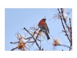 Pine Grosbeak
Фотограф: VictorV

Просмотров: 566
Комментариев: 0