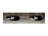 Бася и Мася-синхронные кошки.

Просмотров: 486
Комментариев: 0