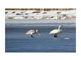 Первые лебеди.
Фотограф: Tsygankov Yuriy

Просмотров: 1427
Комментариев: 0