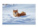 Почти снегоход ))
Фотограф: VictorV

Просмотров: 1169
Комментариев: 4