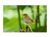 Соловей-свистун
Фотограф: VictorV
Rufous-tailed Robin

Просмотров: 1028
Комментариев: 2
