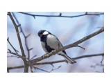 Angry Bird ))
Фотограф: VictorV

Просмотров: 768
Комментариев: 0