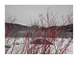 Весна идёт! дёрен сибирский.

Просмотров: 459
Комментариев: 0