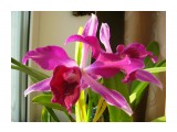 laelia purpurata var flamea

Просмотров: 533
Комментариев: 