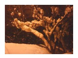 Под фонарем
Фотограф: vikirin

Просмотров: 3604
Комментариев: 0