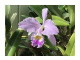 Cattleya gaskelliana

Просмотров: 648
Комментариев: 