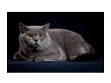 Название: 5
Фотоальбом: ICH Jack Blue Vernissage
Категория: Животные

Время съемки/редактирования: 2010:04:28 01:00:03
Фотокамера: Canon - Canon EOS 5D Mark II
Диафрагма: f/9.0
Выдержка: 1/200
Фокусное расстояние: 105/1
Светочуствительность: 100


Просмотров: 441
Комментариев: 1