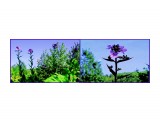 MyCollages

Просмотров: 302
Комментариев: 0