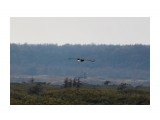 Орлан полетел во владения
Фотограф: vikirin

Просмотров: 1015
Комментариев: 0