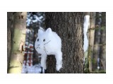 Снежный кот

Просмотров: 363
Комментариев: 2