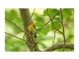 Японская мухоловка, самец
Фотограф: VictorV
Narcissus Flycatcher, male

Просмотров: 363
Комментариев: 0