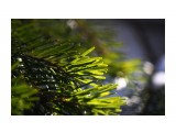 В зимнем лесу весенняя зелень..
Фотограф: vikirin

Просмотров: 1479
Комментариев: 0