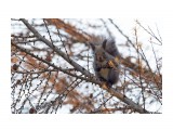 Шишкогрызка ))
Фотограф: VictorV

Просмотров: 953
Комментариев: 2