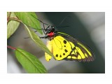 Ornithoptera priamus

Просмотров: 572
Комментариев: 1