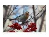 Щур самочка.
Фотограф: Tsygankov Yuriy

Просмотров: 431
Комментариев: 0