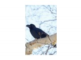 Большеклювая ворона
Фотограф: VictorV
Large-billed Crow

Просмотров: 1144
Комментариев: 0