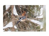 Вот такая я яркая :)
Фотограф: VictorV
Сойка

Просмотров: 572
Комментариев: 0