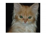 Название: Котейка
Фотоальбом: Зверята
Категория: Животные
Фотограф: Mikhaylovich

Время съемки/редактирования: 2010:05:20 19:54:55
Фотокамера: NIKON CORPORATION - NIKON D70s
Диафрагма: f/6.7
Выдержка: 1111111/100000000
Фокусное расстояние: 200/1


Описание: Последний в помёте. Самый шустрый, умный, худющий и... красивый!

Просмотров: 5209
Комментариев: 4