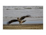 «Ой мороз, мороз...»
Фотограф: Tsygankov Yuriy
Чёрный коршун

Просмотров: 1064
Комментариев: 1