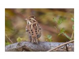Rustic Bunting
Фотограф: VictorV
Овсянка-ремез

Просмотров: 523
Комментариев: 1