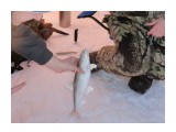 Название: Зубарь с Чайво
Фотоальбом: Разное
Категория: Рыбалка, охота

Просмотров: 1863
Комментариев: 0