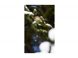 Желтоголовый королёк
Фотограф: VictorV
Goldcrest

Просмотров: 372
Комментариев: 0