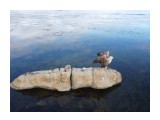 Название: Белохвостый орлан
Фотоальбом: Животные среди нас
Категория: Животные

Время съемки/редактирования: 2020:06:21 08:58:12
Фотокамера: DJI - FC7203
Диафрагма: f/2.8
Выдержка: 1/320
Фокусное расстояние: 449/100


Описание: Орлан на побережье г. Невельск.

Просмотров: 3699
Комментариев: 0