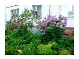сирень цветёт

Просмотров: 1242
Комментариев: 0