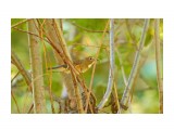 Синехвостка с добычей ))
Фотограф: VictorV
Orange-flanked Bush-robin

Просмотров: 561
Комментариев: 0