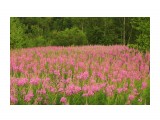 Розовый июль.. цветенье иван-чая...
Фотограф: vikirin

Просмотров: 2501
Комментариев: 0