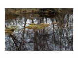 Весенние разливы..
Фотограф: vikirin

Просмотров: 2487
Комментариев: 0