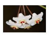 Hoya carnosa  (1) 
Фотограф: VictorV

Просмотров: 651
Комментариев: 0
